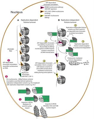 Nucleosome proteostasis and histone turnover